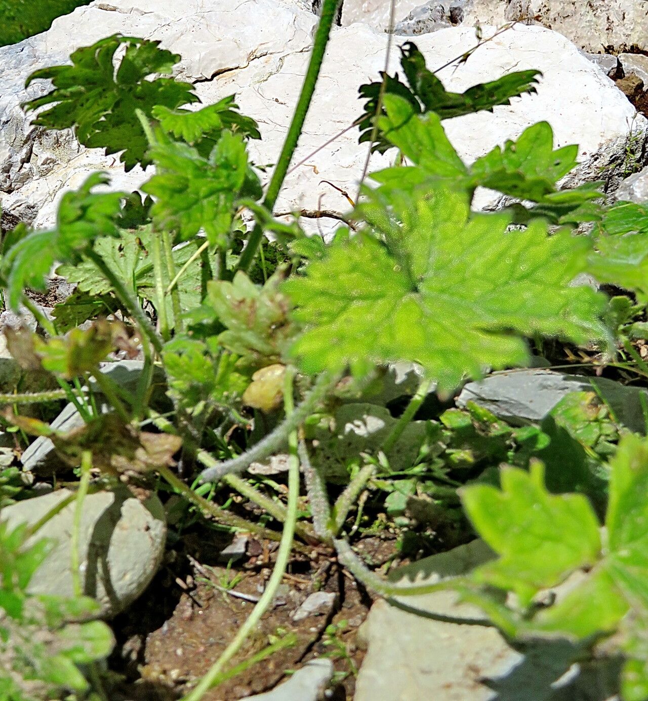 Delphinium cashmerianum habit