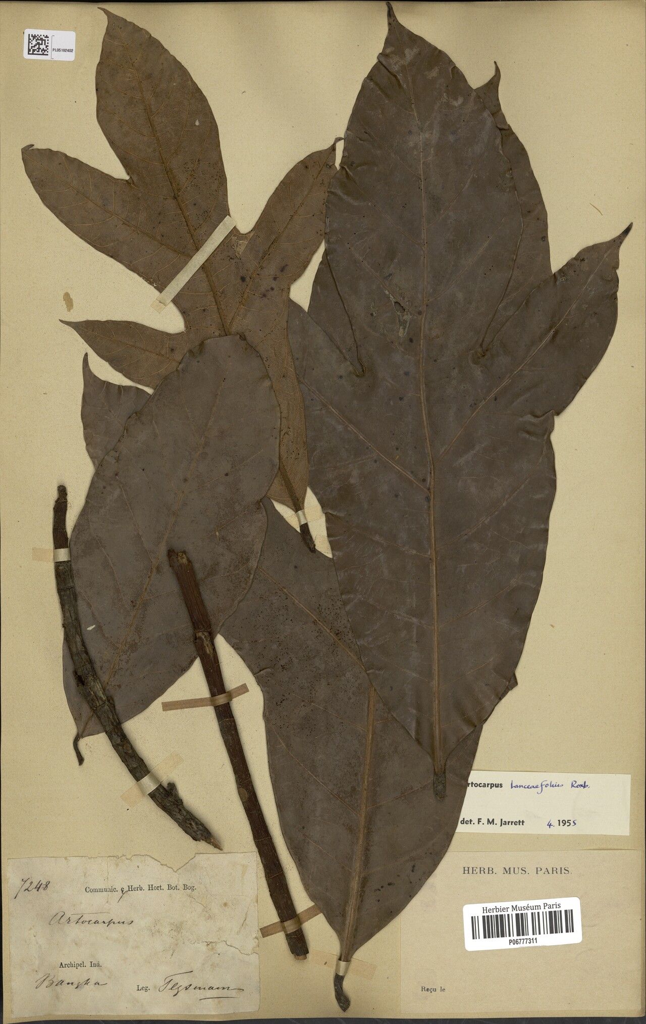 Artocarpus lanceifolius — search result for 'Artocarpus'