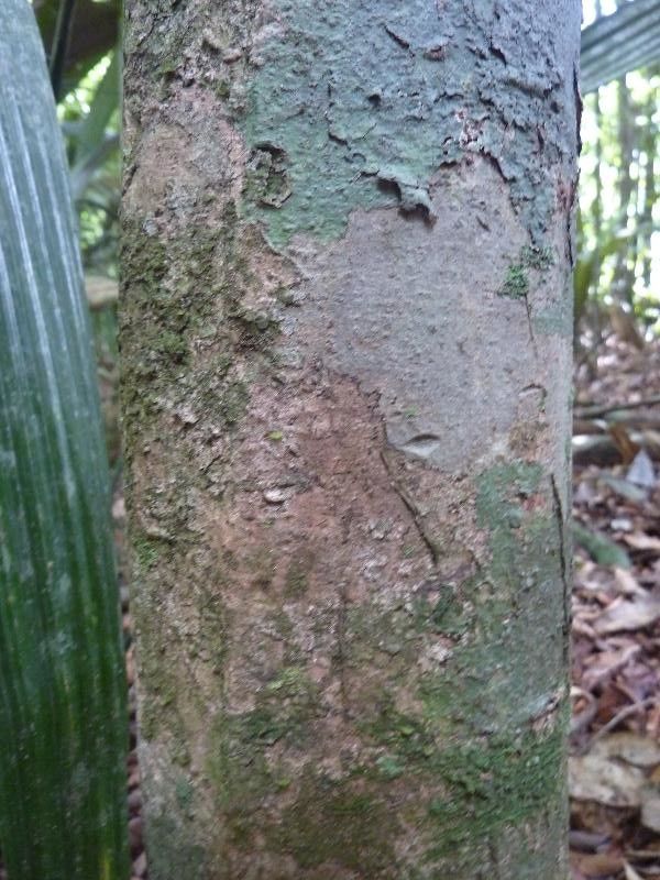 Eschweilera pedicellata bark