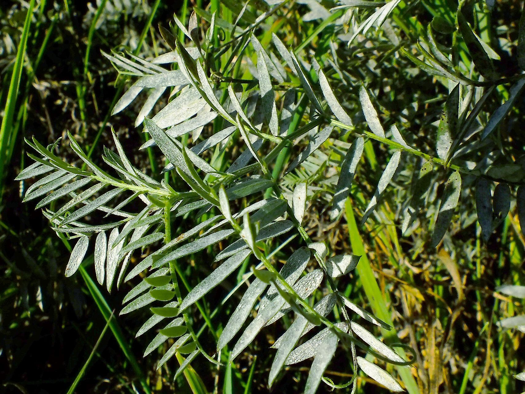 Astragalus trimestris — houseplant care guide