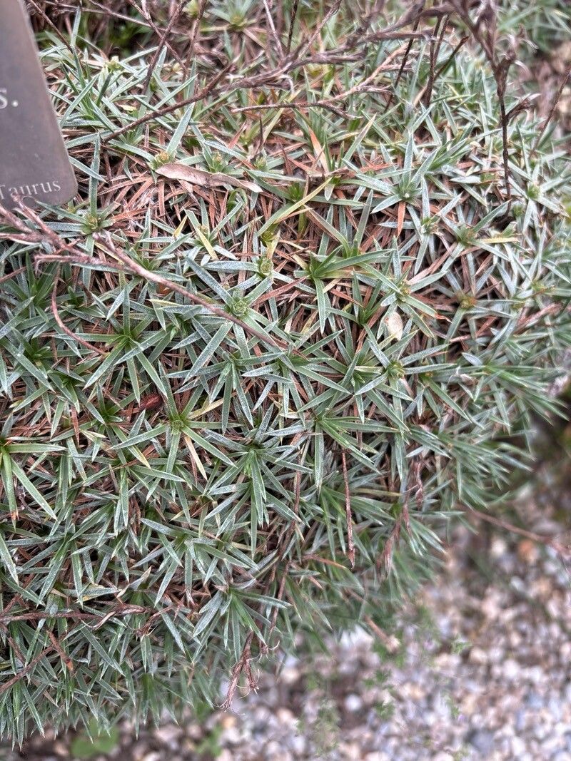 Acantholimon oliveri — houseplant care guide