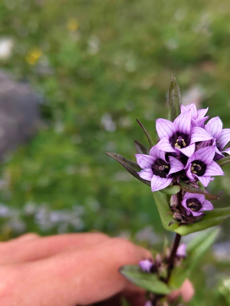 Gentianella turkestanorum flower