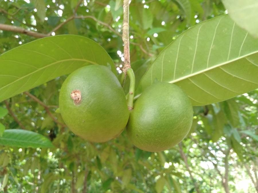 Voacanga globosa fruit