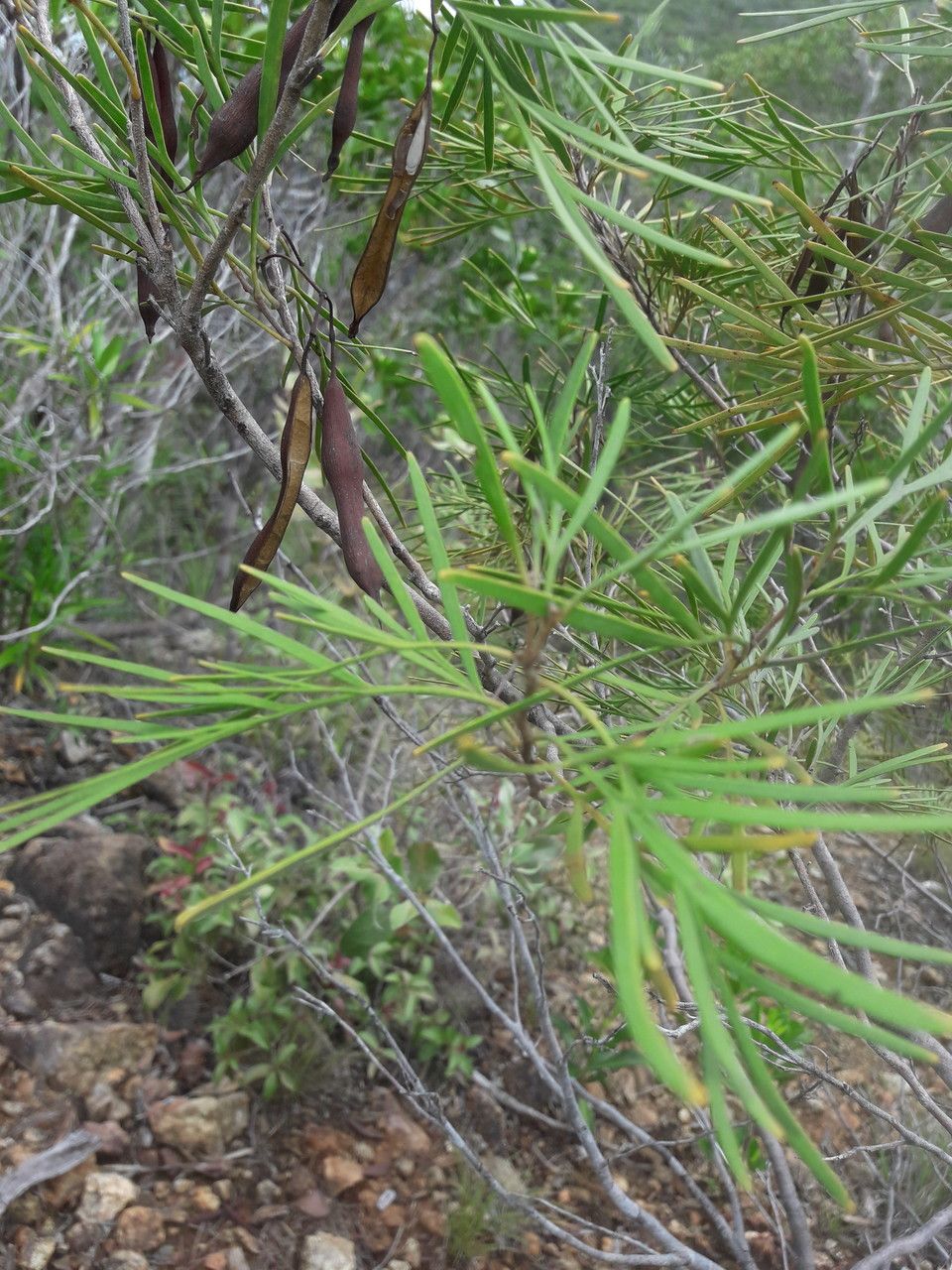 Stenocarpus milnei — related species from the same genus