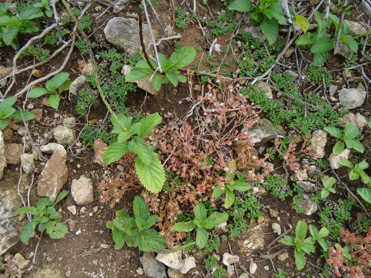 Portulaca halimoides habit