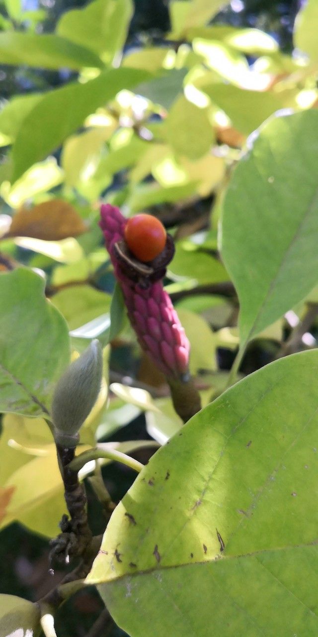 Magnolia × brooklynensis fruit