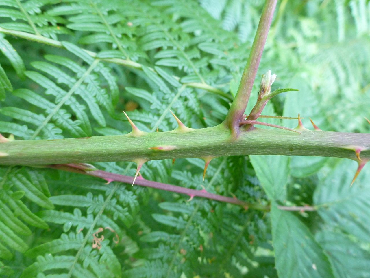 Rubus integribasis bark