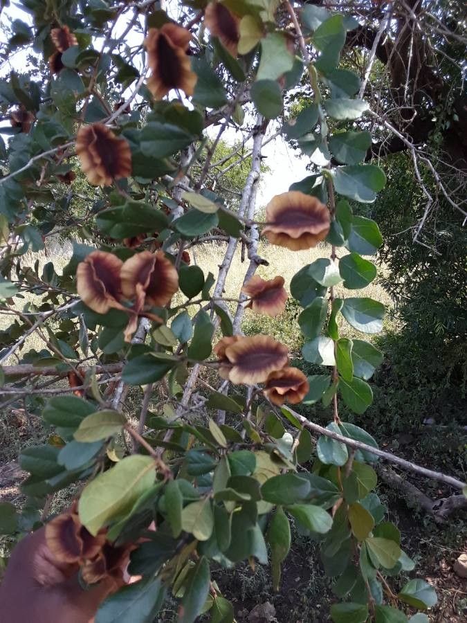 Combretum zeyheri — search result for 'Combretum'