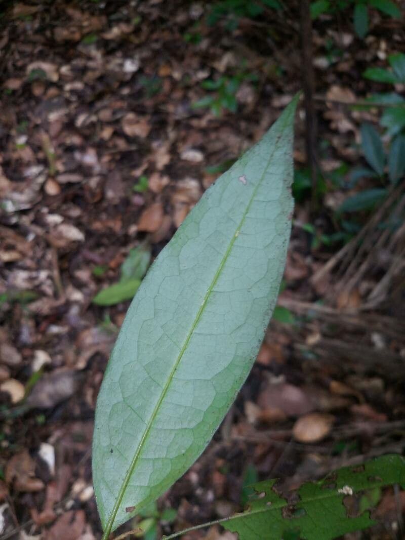 Duguetia calycina — houseplant care guide