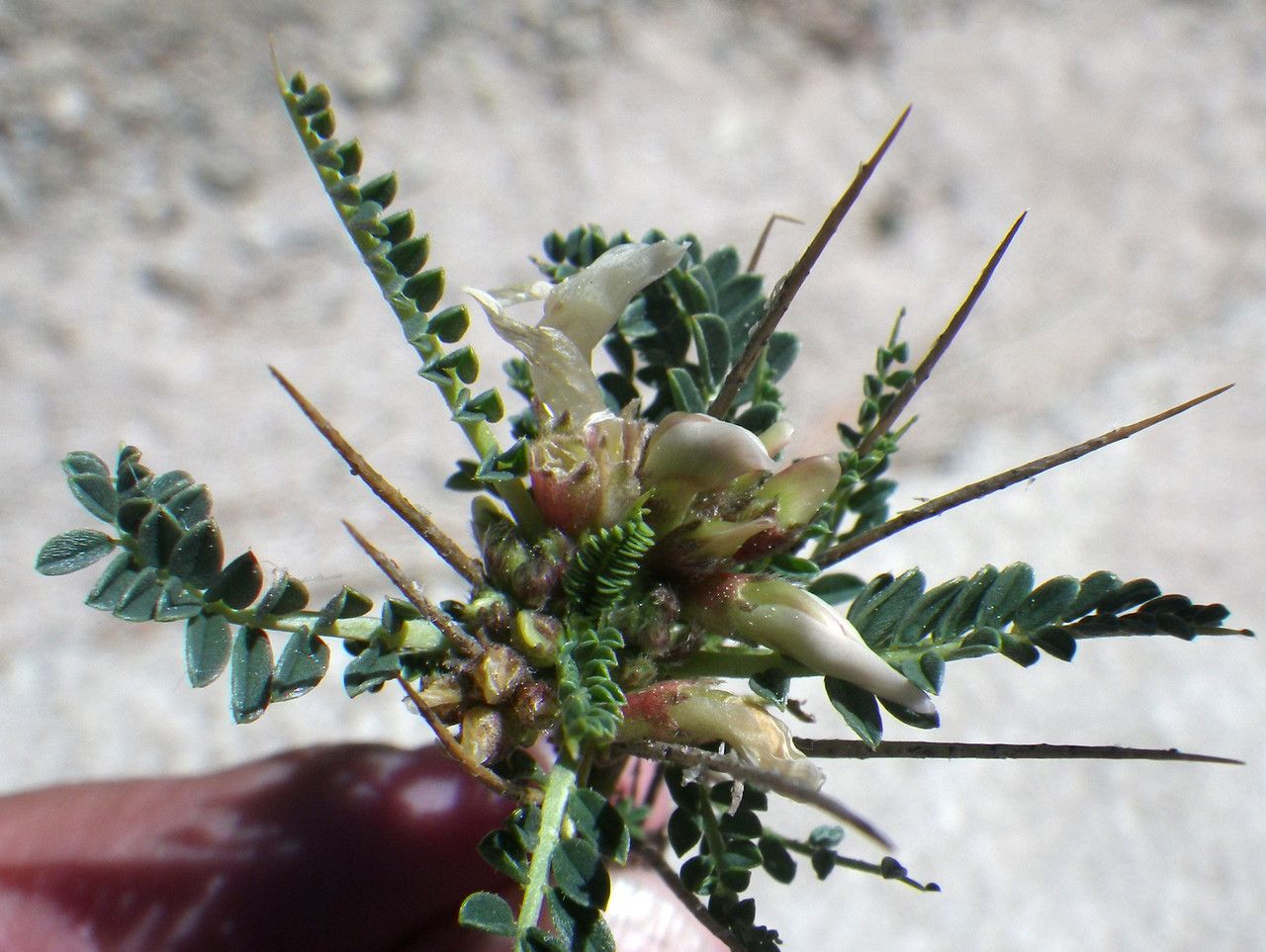 Astragalus greuteri flower