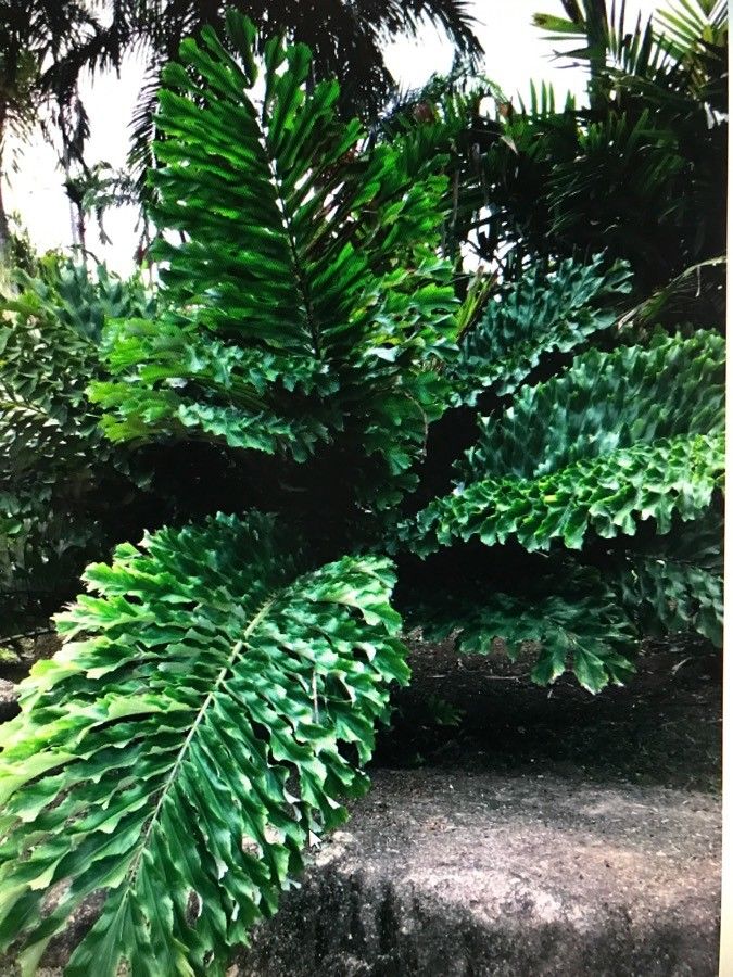 Arenga undulatifolia — houseplant care guide