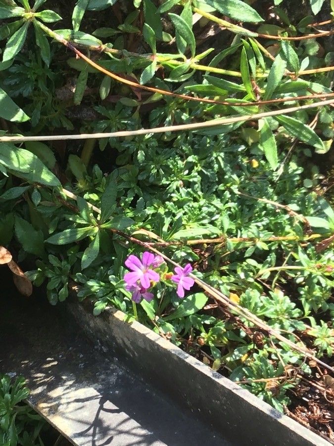 Chaenorhinum origanifolium leaf