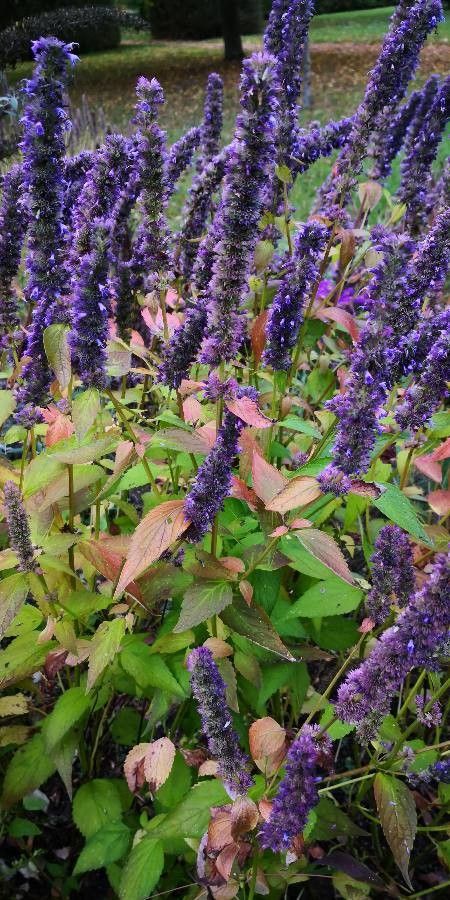 Agastache rugosa — cold hardy houseplant