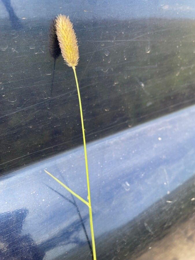 Cenchrus mezianus — search result for 'Bamboo'