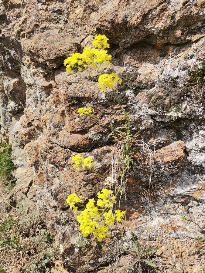 Biscutella flexuosa flower