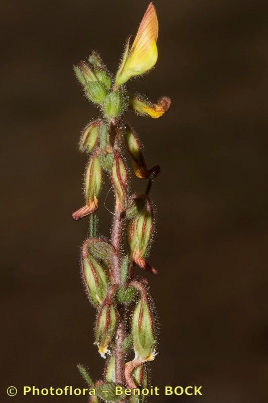 Ononis cintrana other