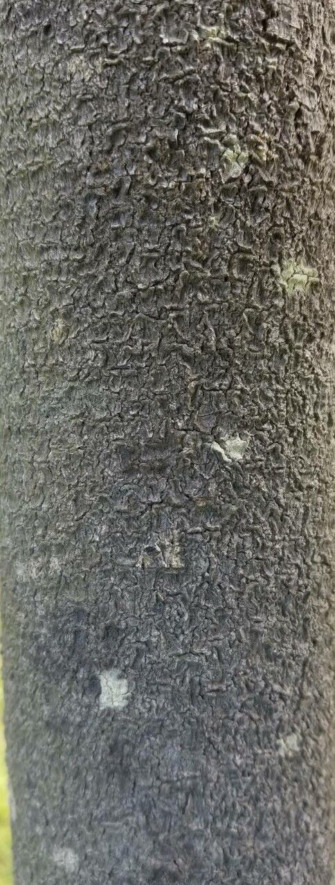 Banksia ericifolia bark