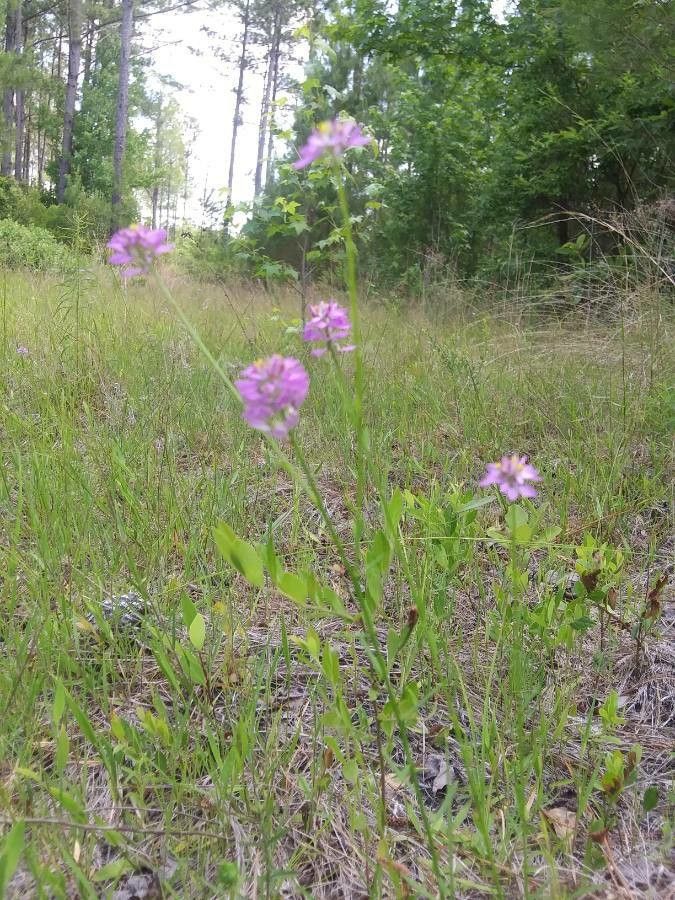 Polygala curtissii leaf