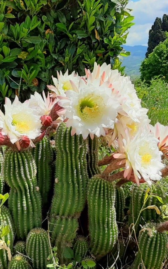 Echinopsis spachiana flower