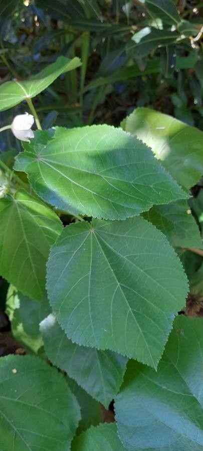 Entelea arborescens — search result for 'Hibiscus'