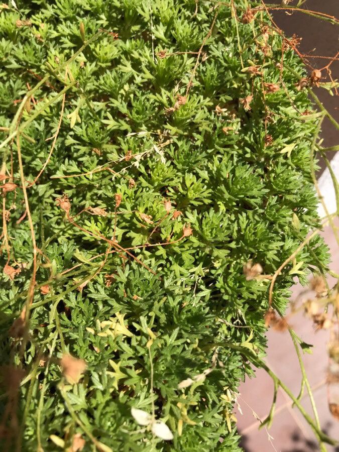 Saxifraga vayredana — search result for 'Saxifraga'