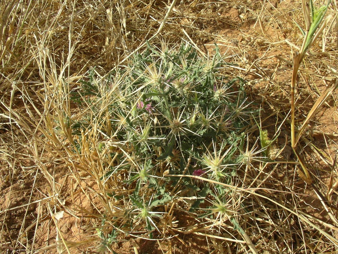 Centaurea perrottettii habit