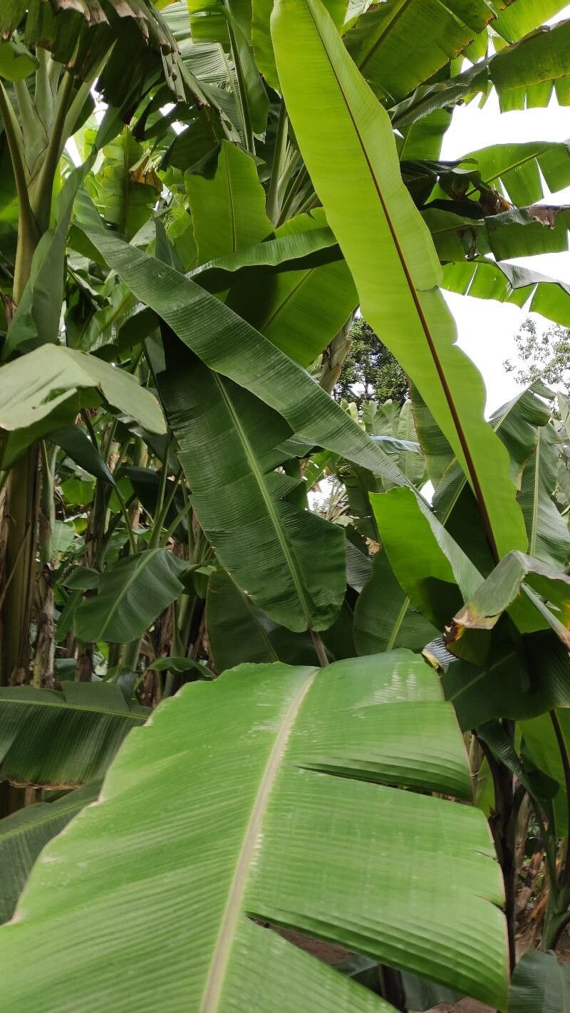 Musa nagensium leaf