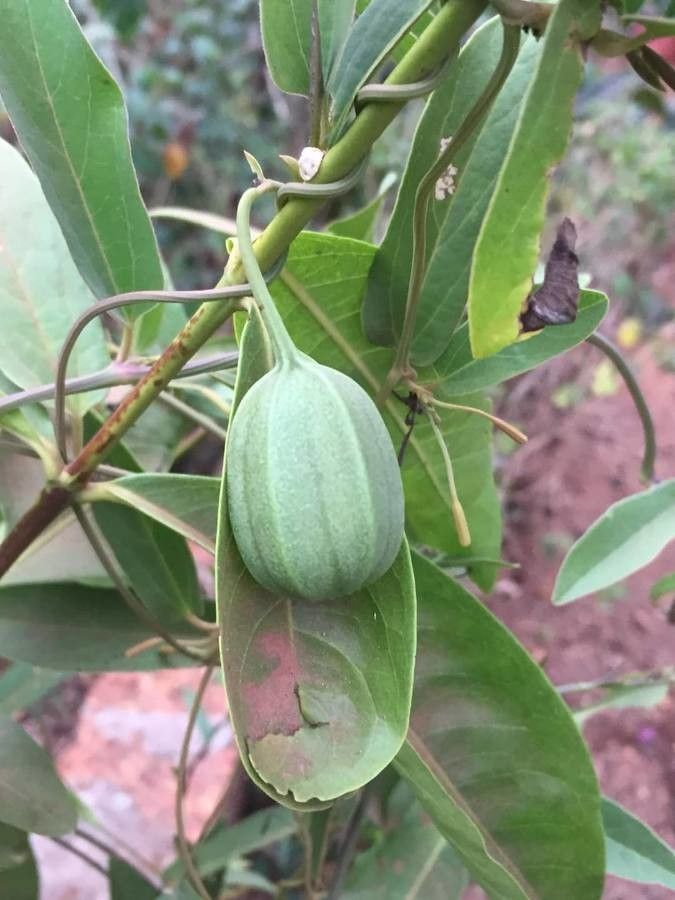 Aristolochia indica fruit