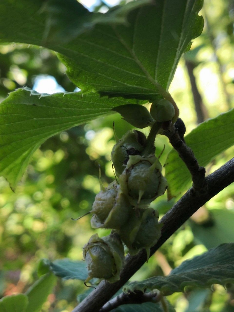 Corylopsis sinensis fruit
