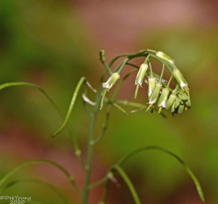 Boechera laevigata flower