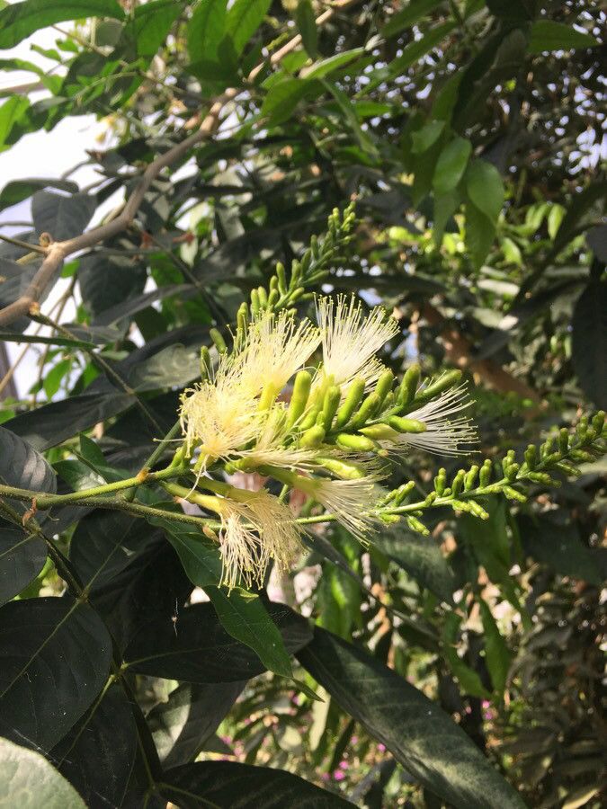 Allocasuarina torulosa flower