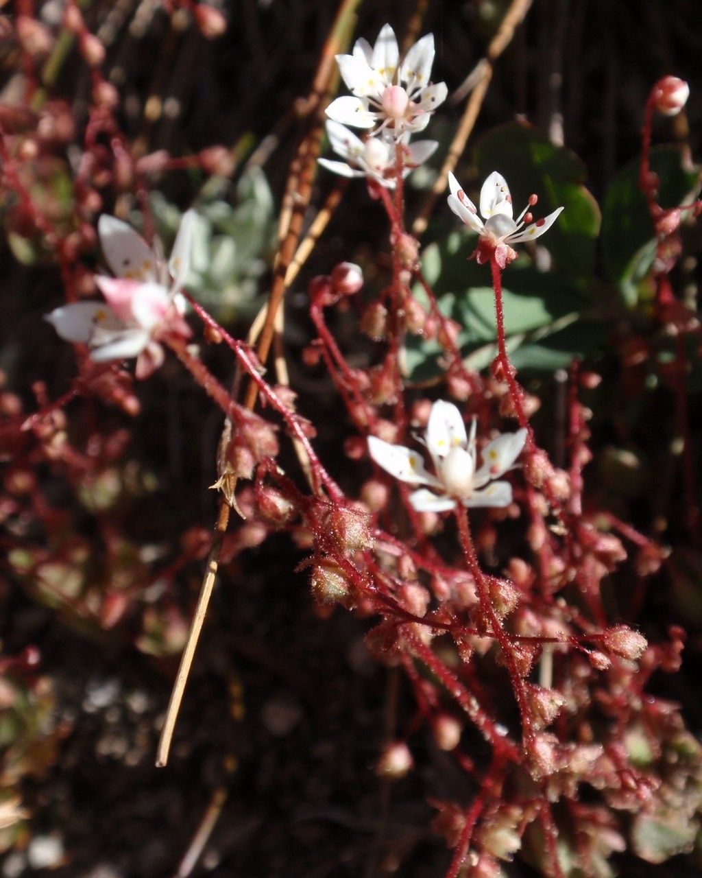 Micranthes bryophora flower