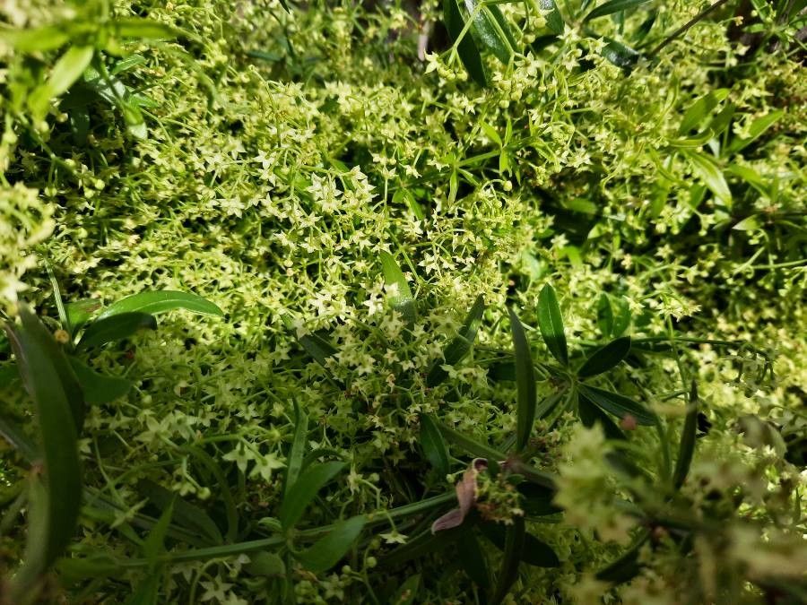 Galium obliquum leaf