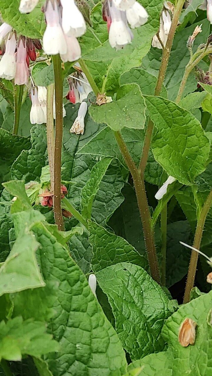 Symphytum grandiflorum bark