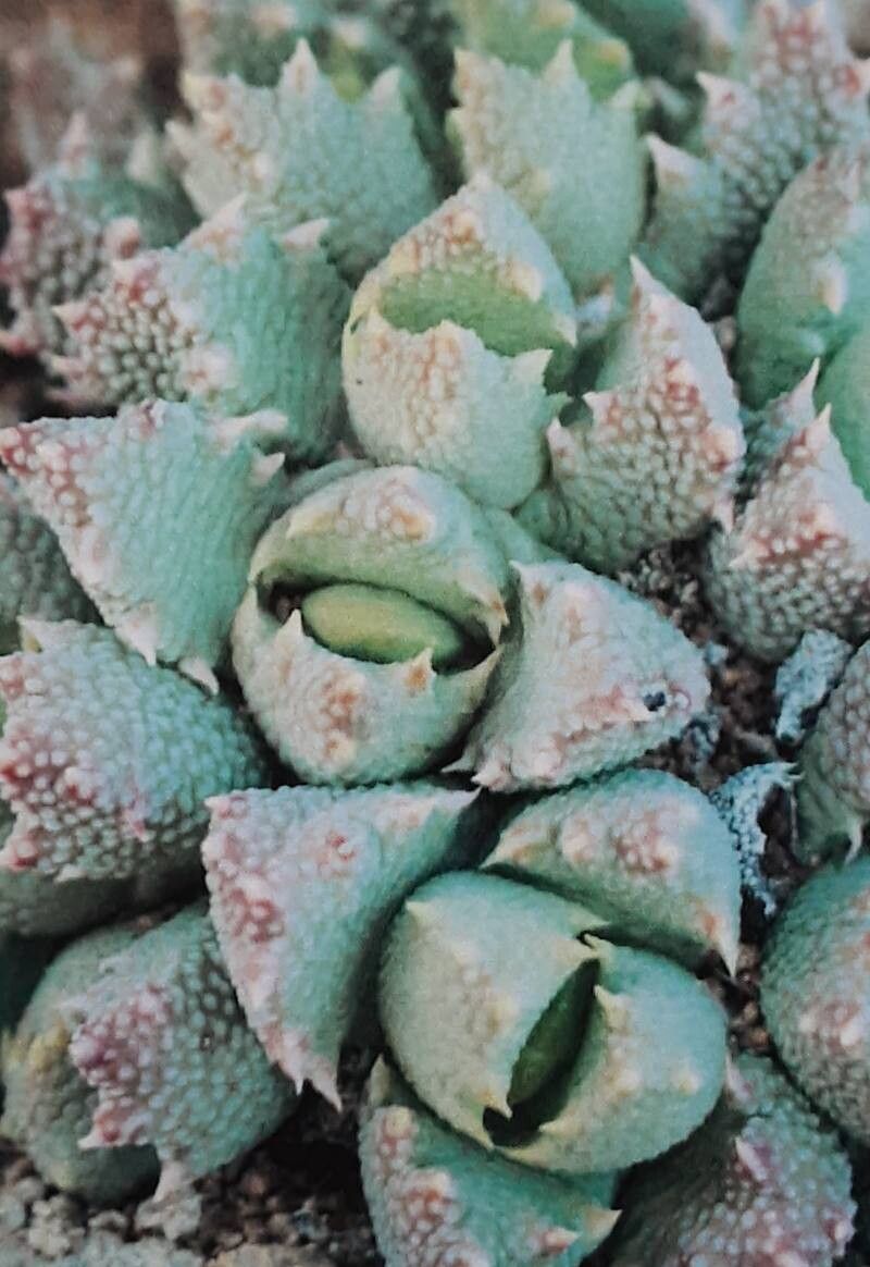 Stomatium latifolium — related species from the same genus