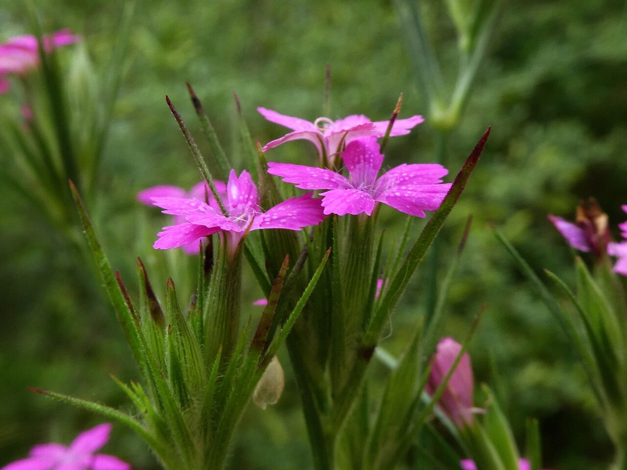 Dianthus armeria flower
