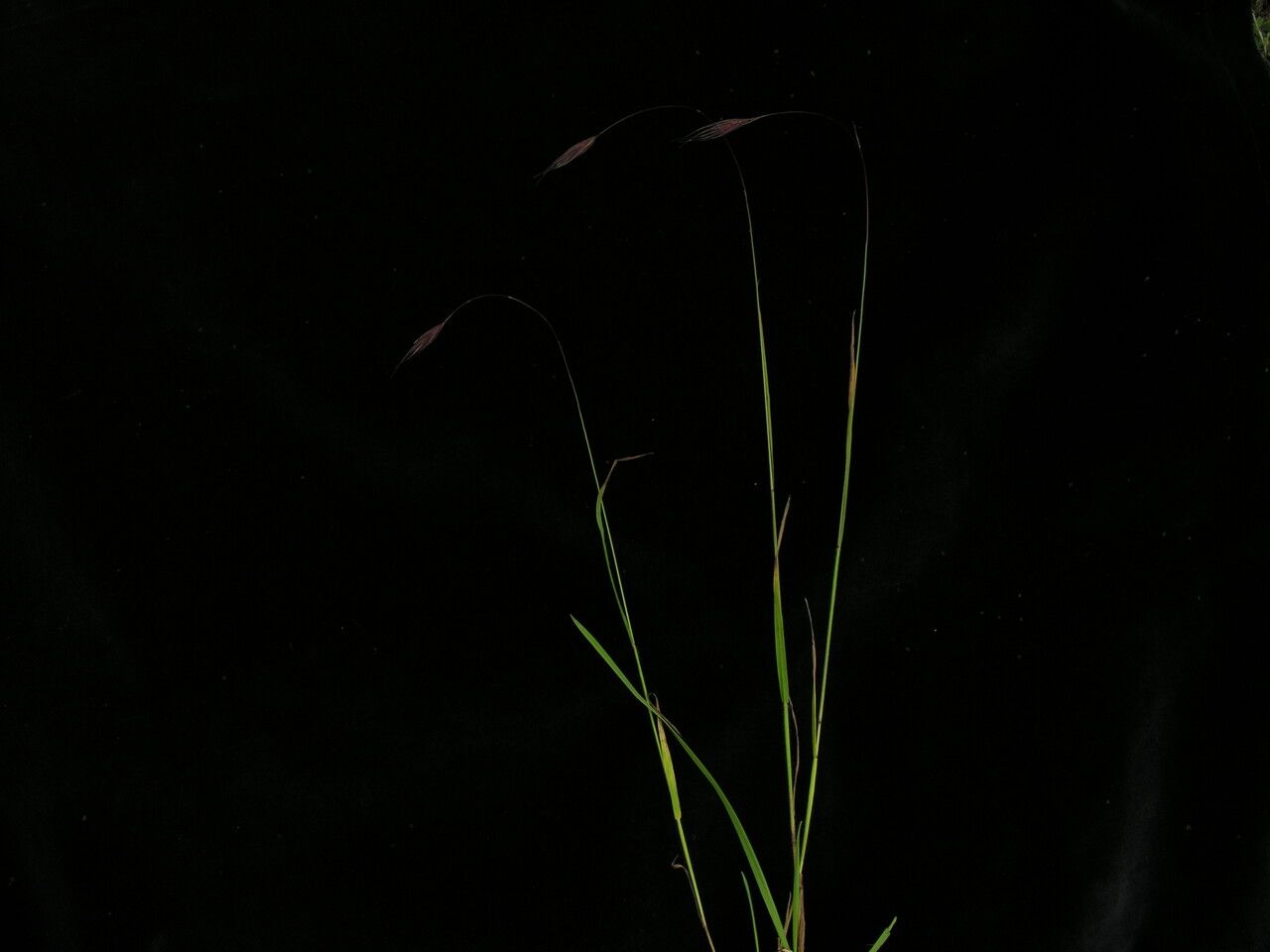 Bromus porphyranthos habit