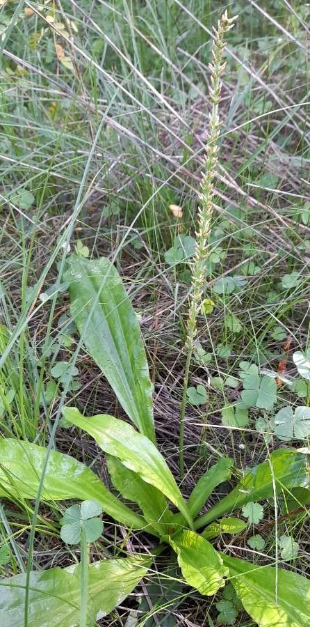 Plantago tomentosa habit
