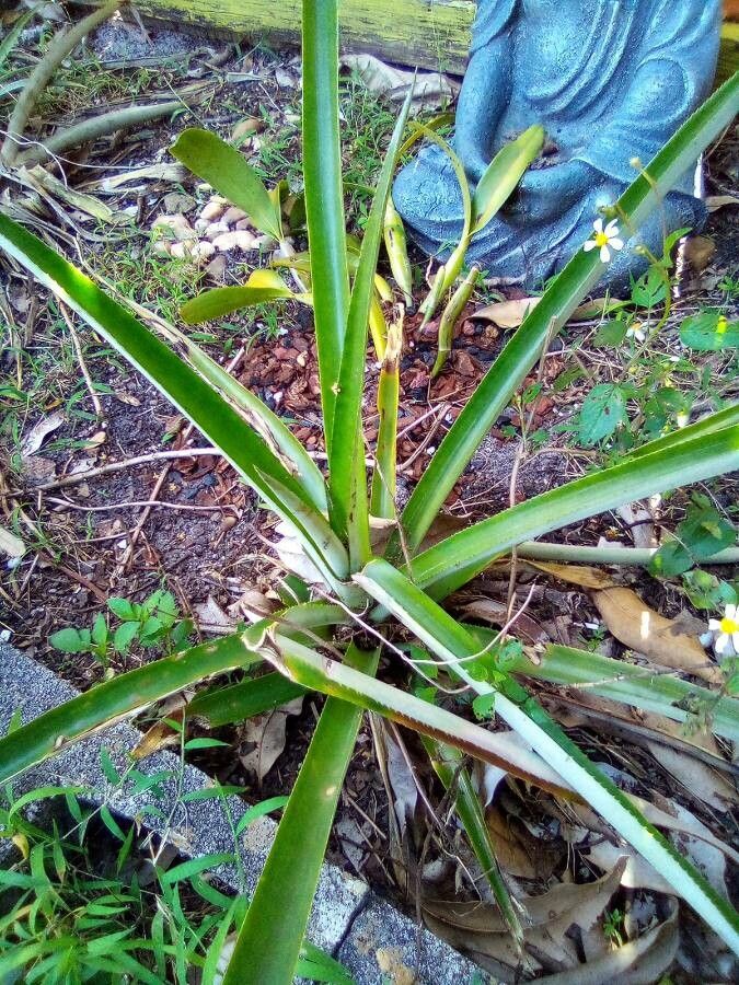 Bromelia plumieri — search result for 'Bromeliaceae'