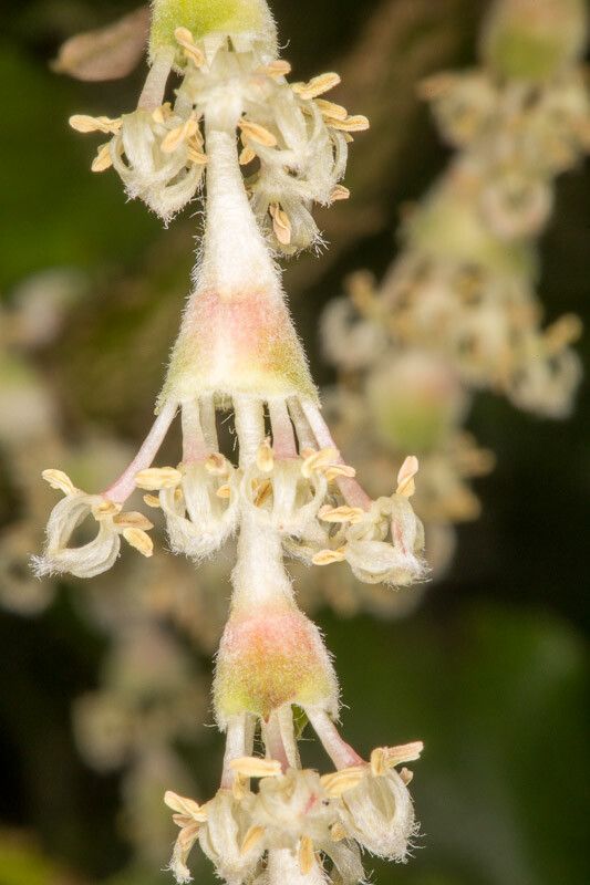 Garrya elliptica flower
