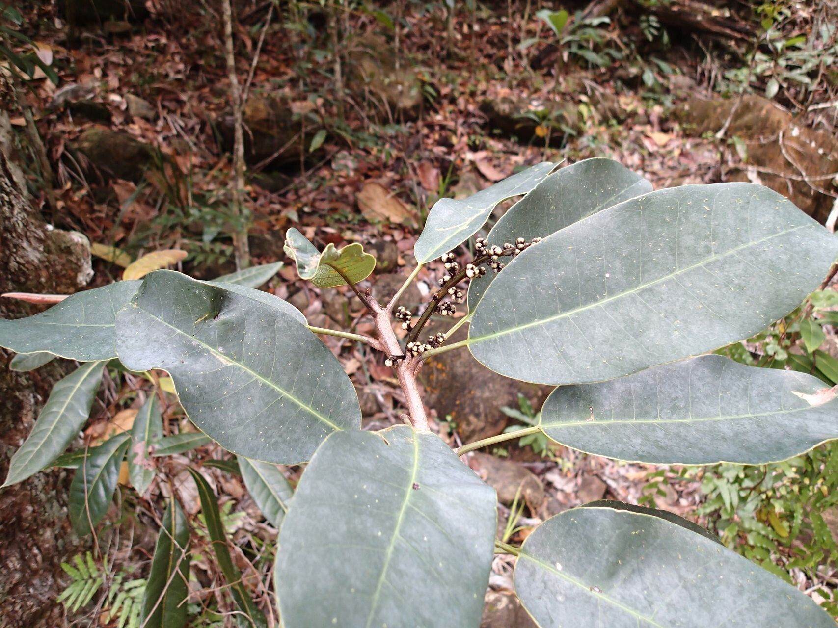 Semecarpus balansae habit