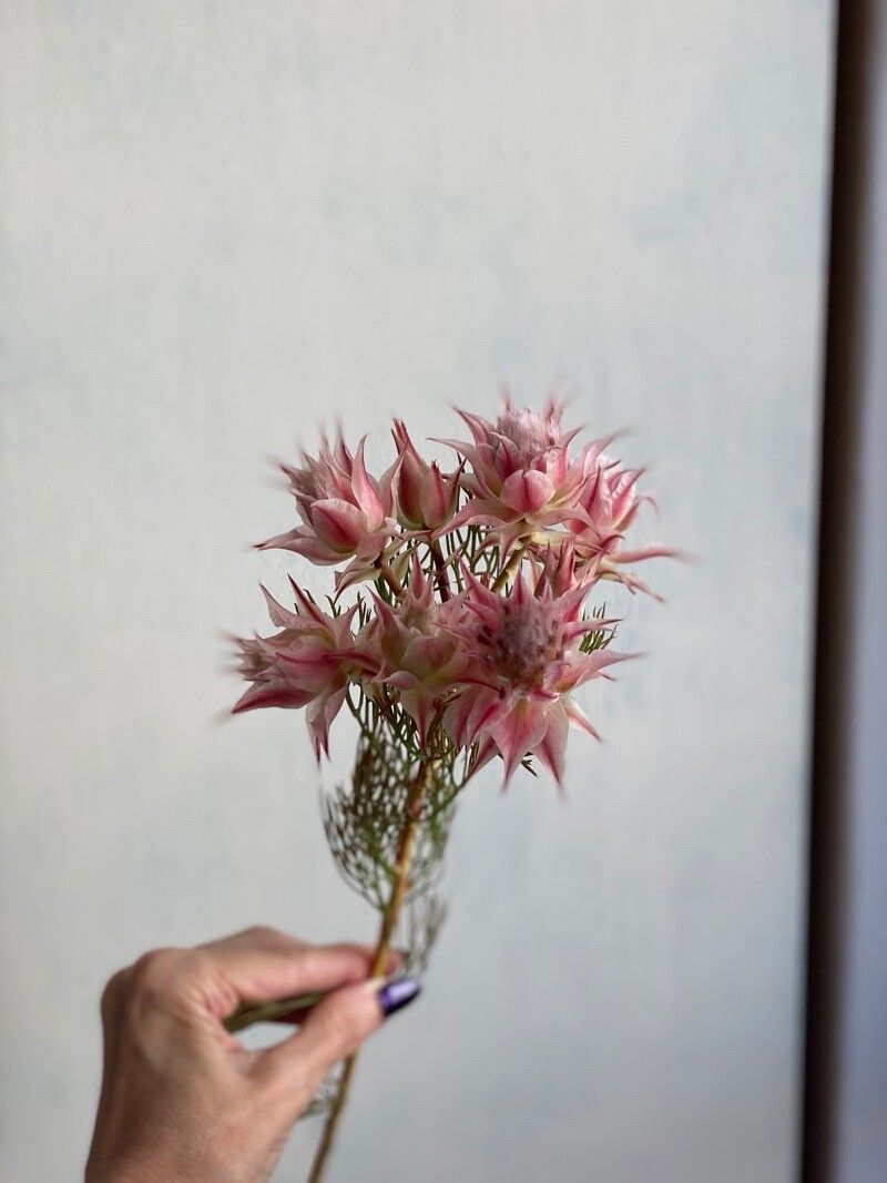 Serruria florida other