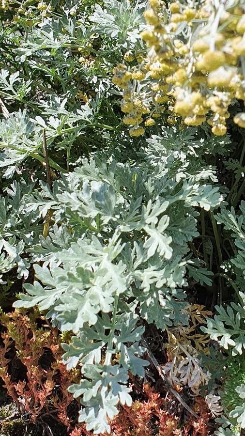 Artemisia vallesiaca fruit