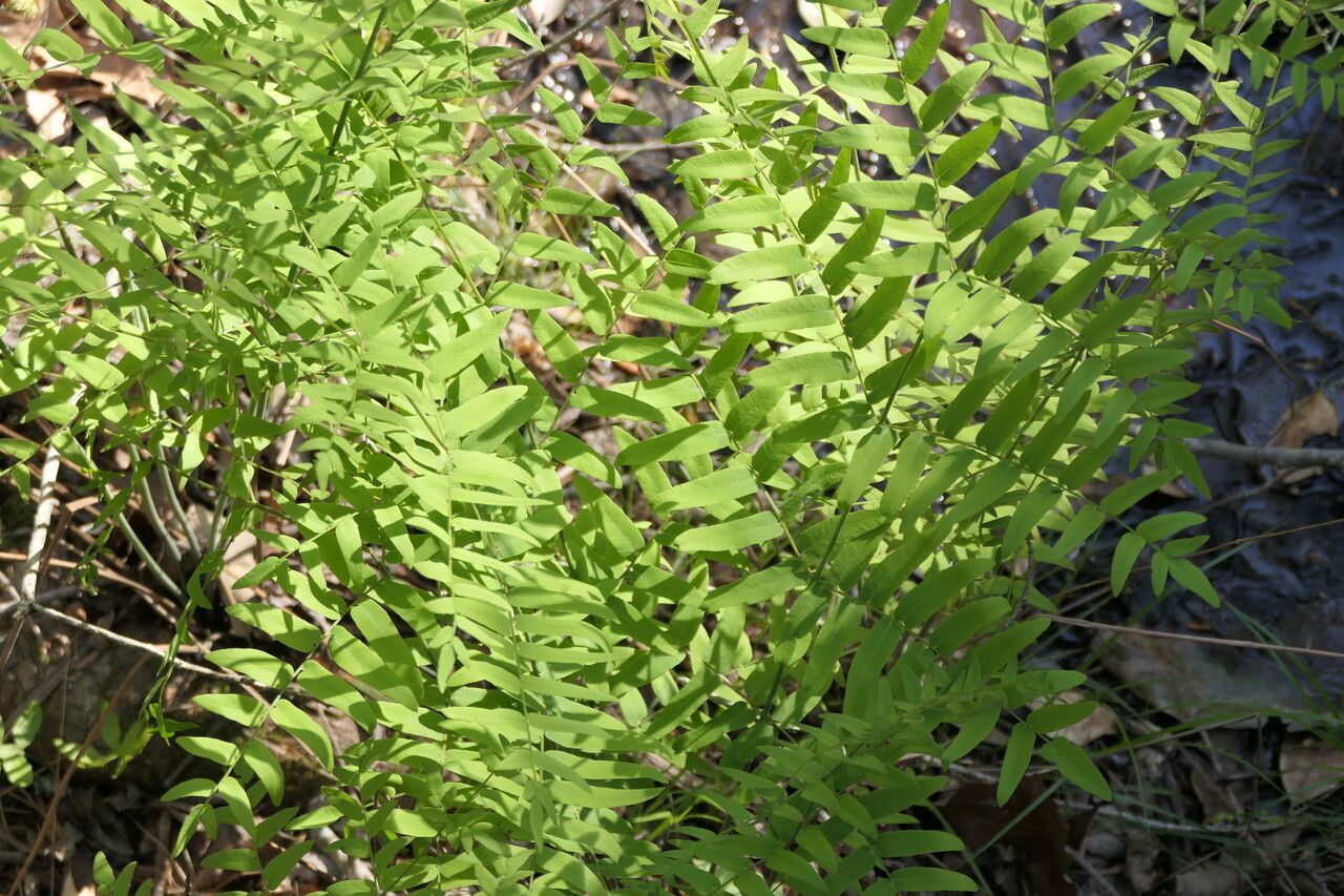 Osmunda spectabilis leaf