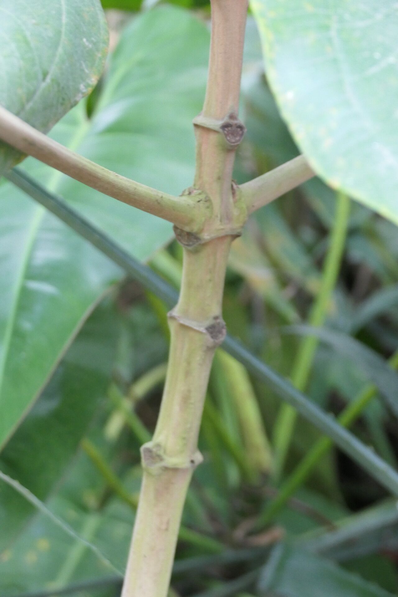 Miconia formosa bark