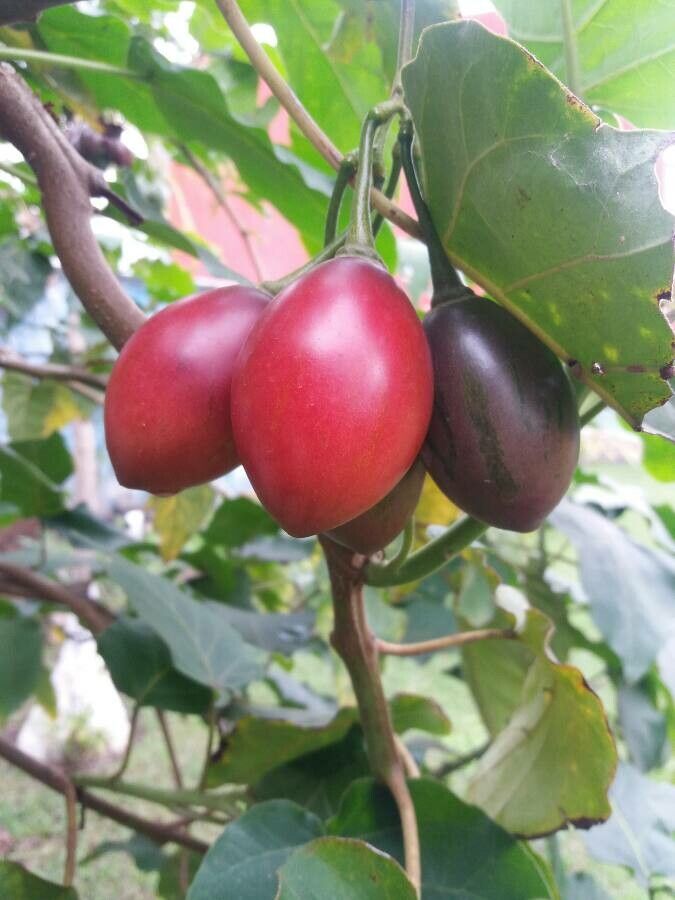 Solanum betaceum fruit