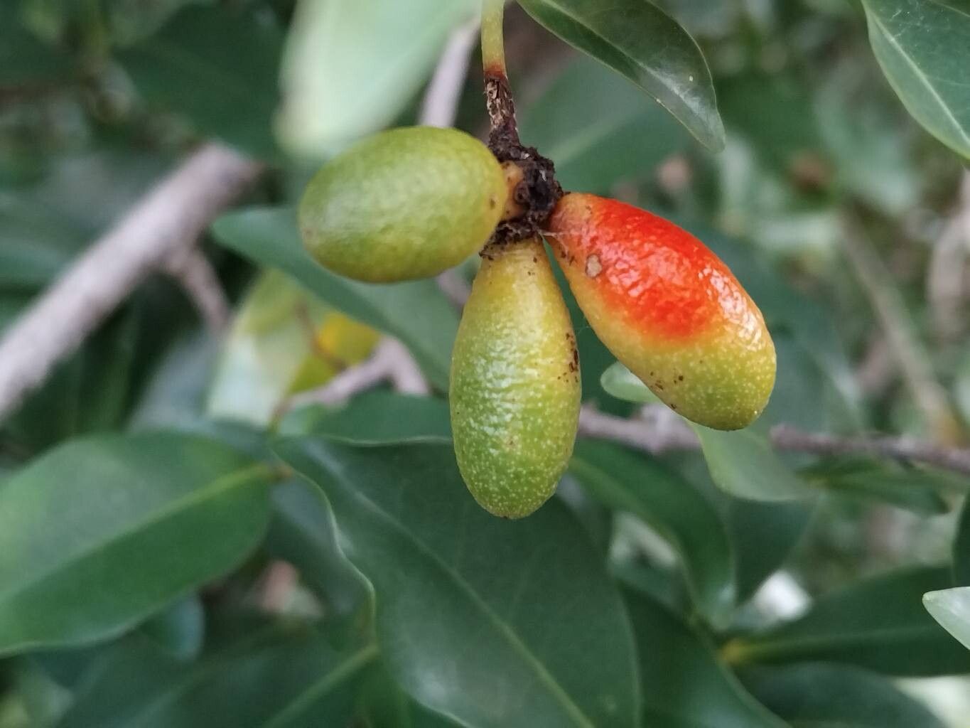 Artabotrys madagascariensis fruit