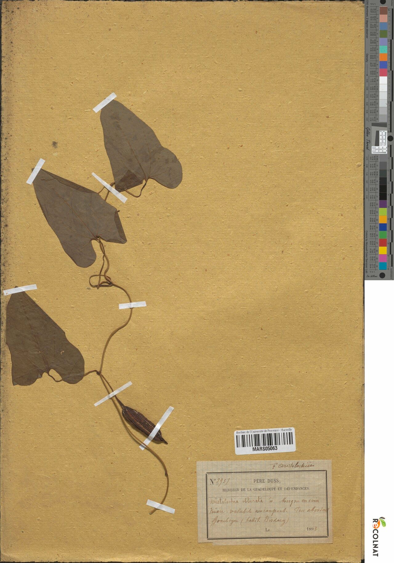 Aristolochia rugosa fruit