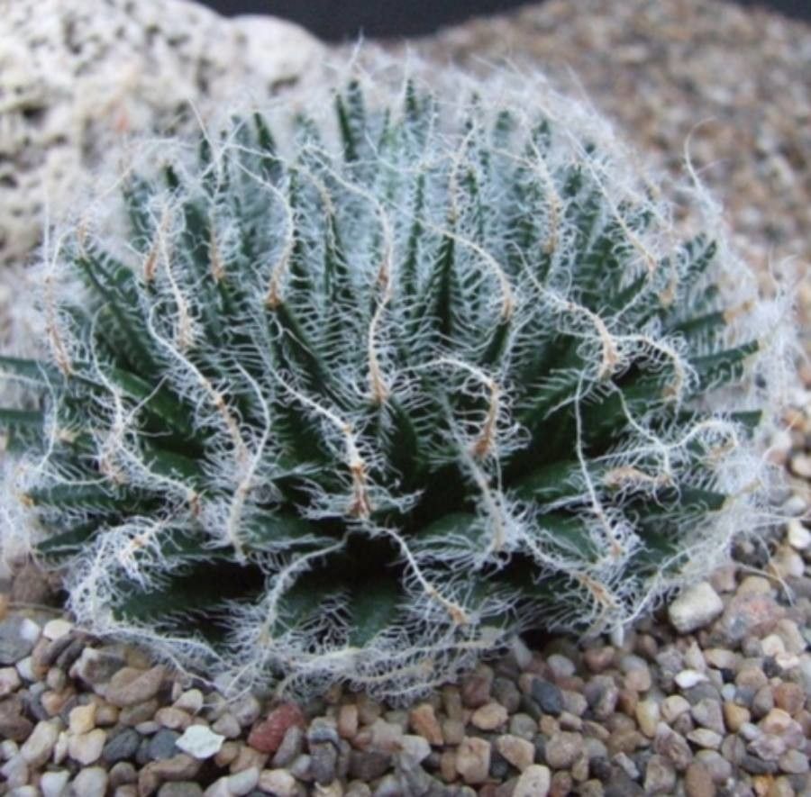 Haworthia arachnoidea leaf