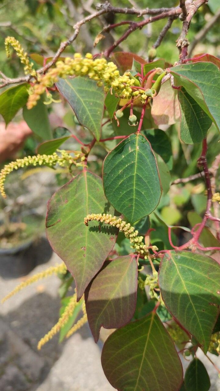 Homalanthus populifolius flower